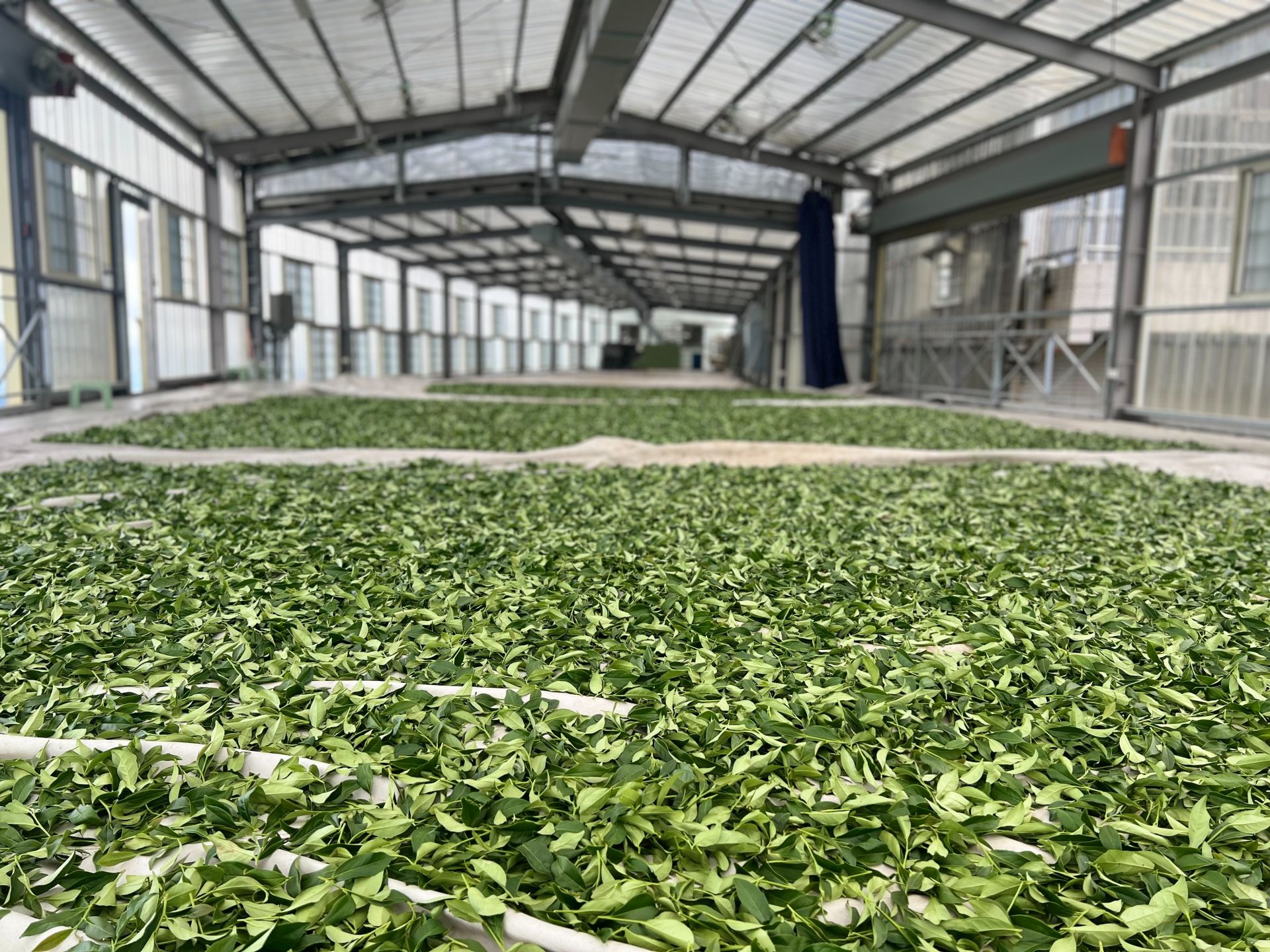 Taiwanese Partially Fermented Tea